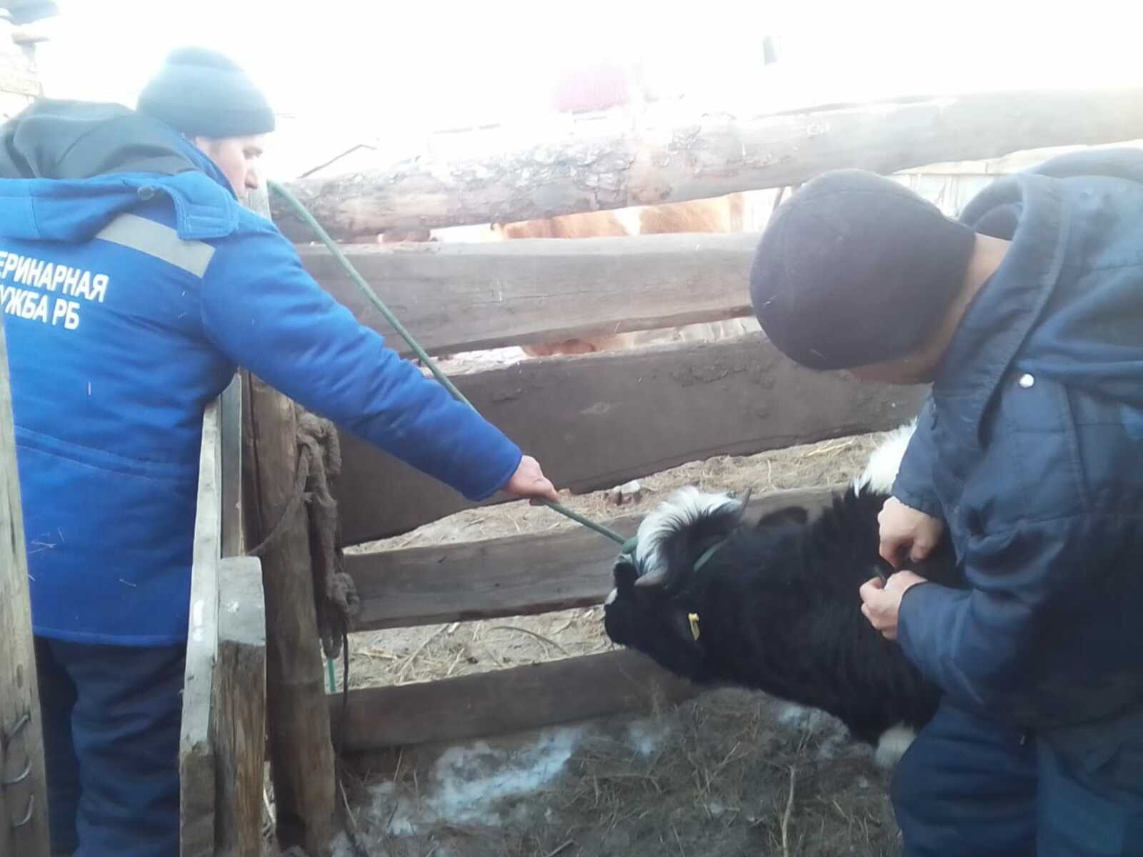 В селе Башкирии вакцинировали от узелкового дерматита коров и овец