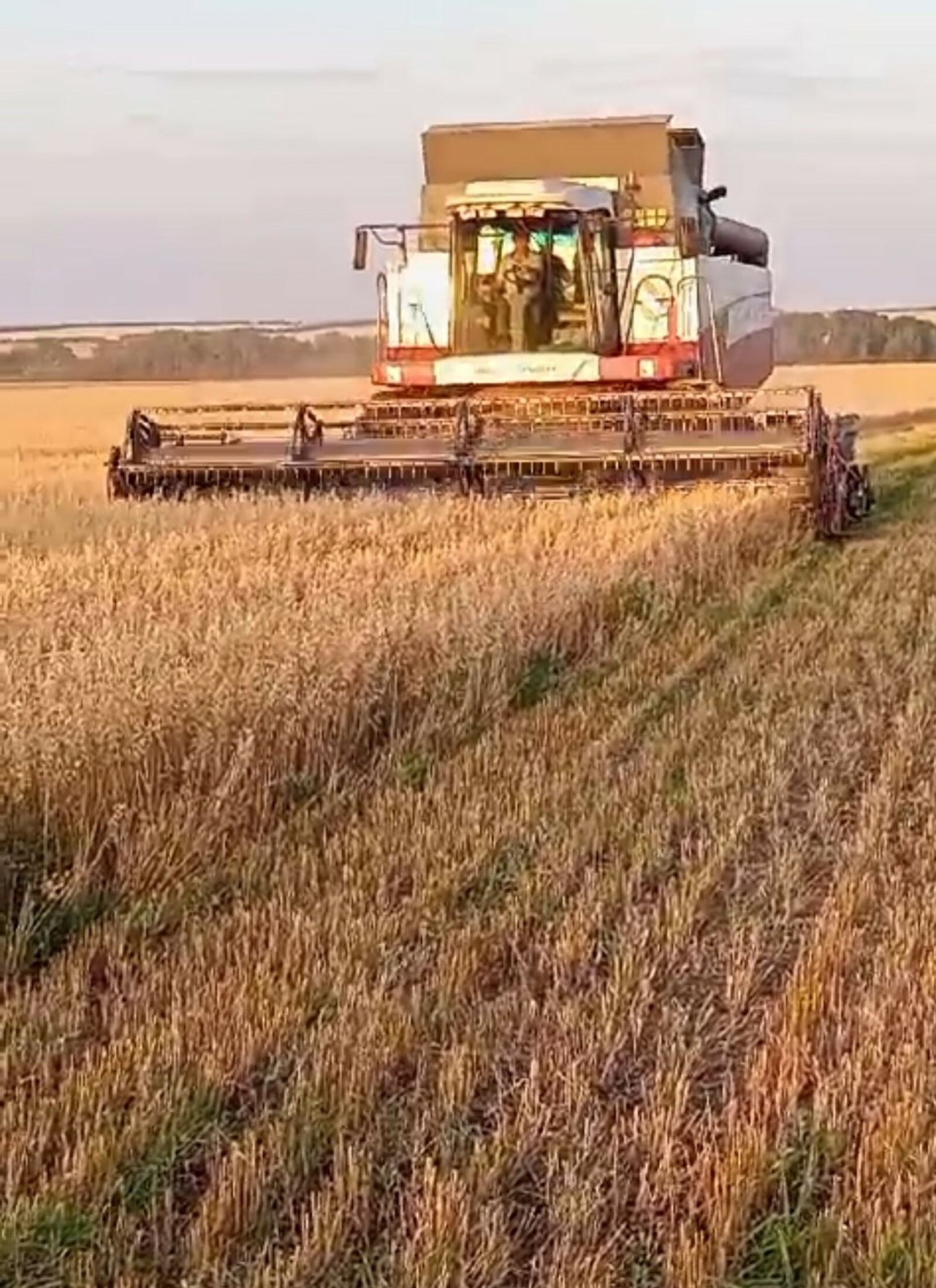 Дождь мешает сибайским аграриям убрать пшеницу