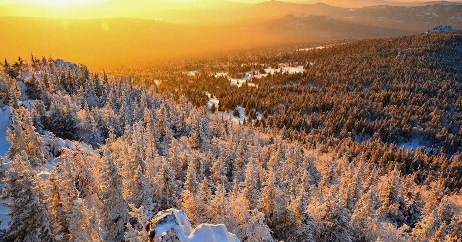 Леса находятся под космическим монитором