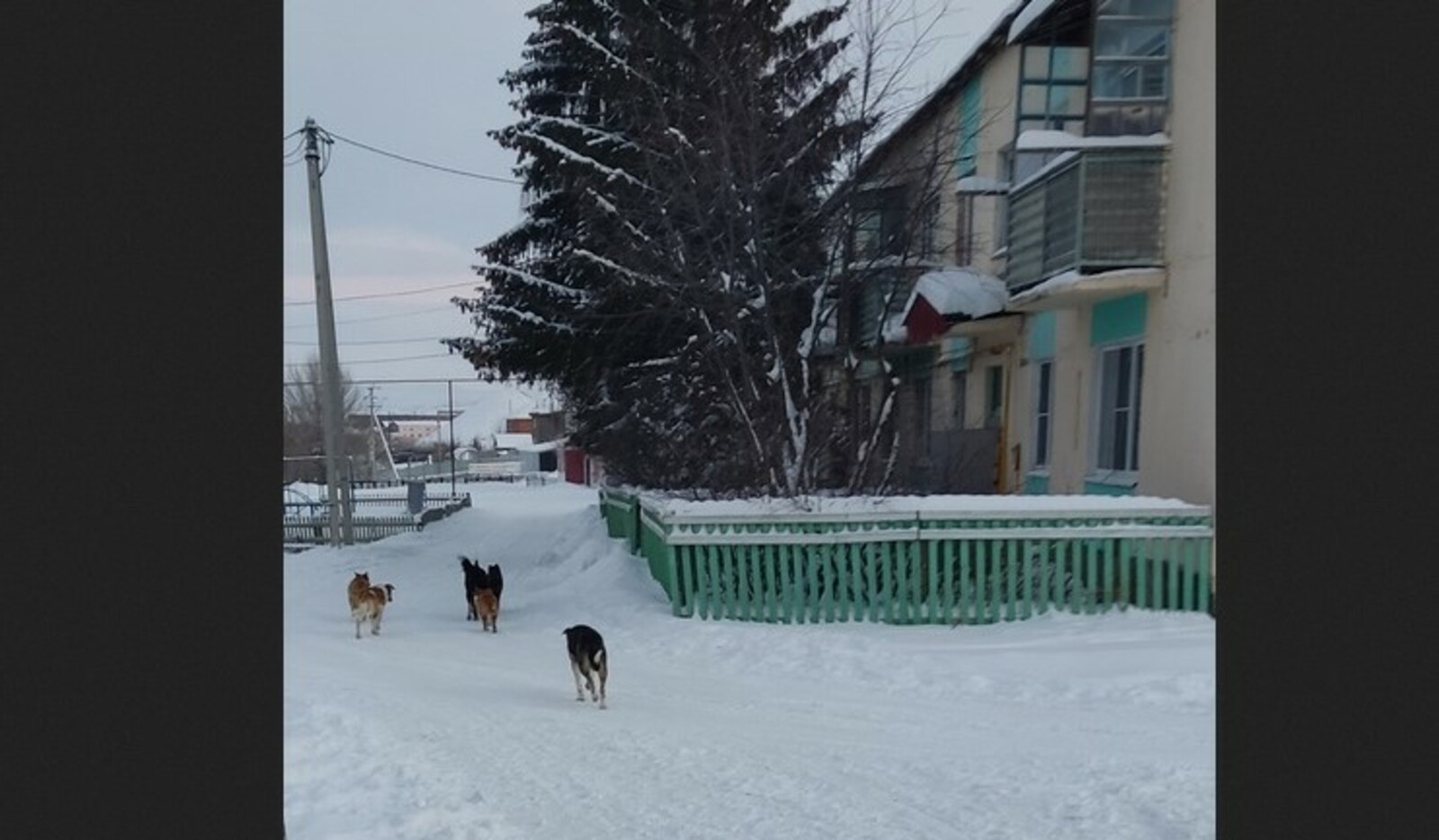 Жители Башкирии пожаловались Радию Хабирову на агрессивных собак
