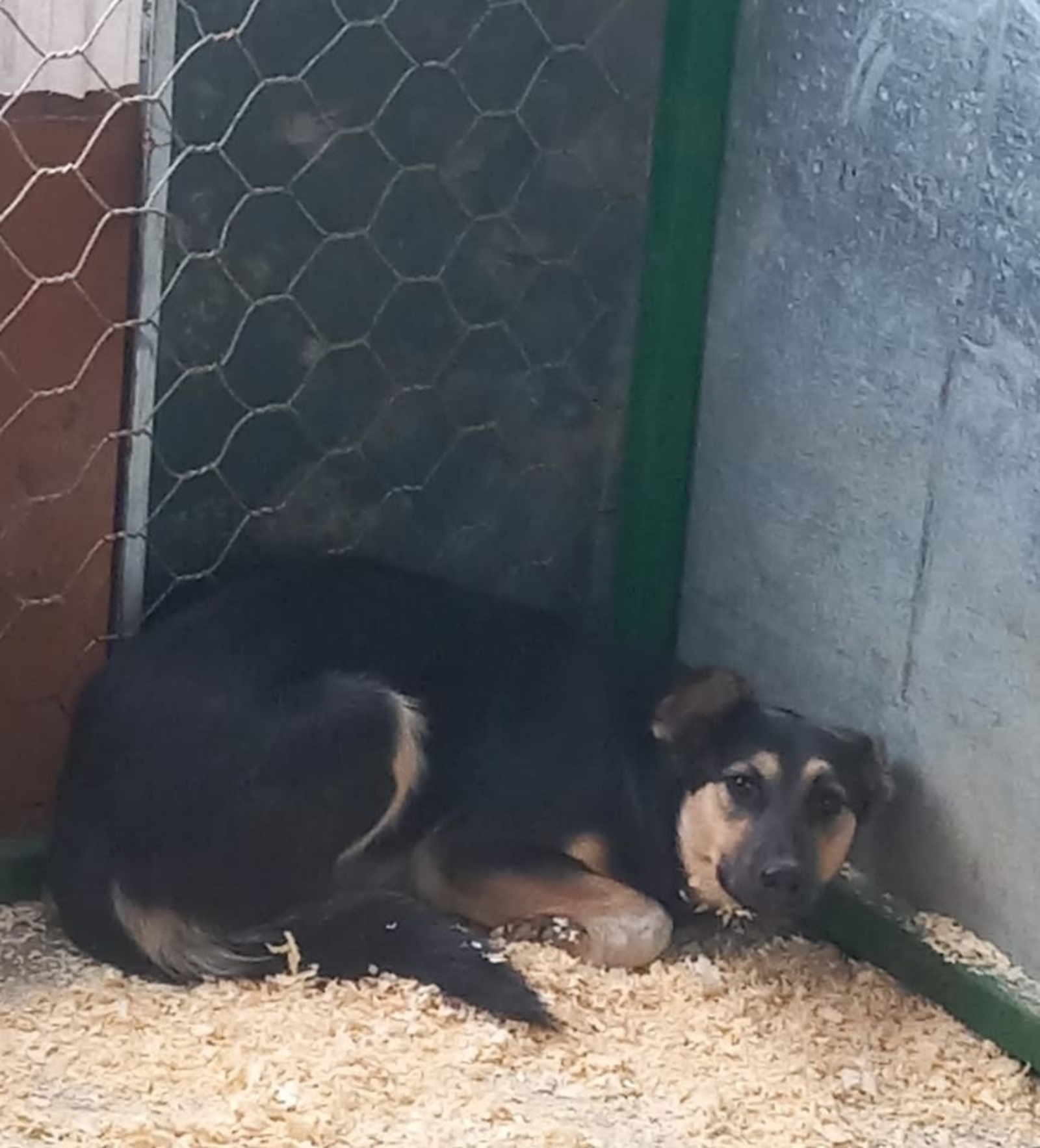 Сибайских безнадзорных собак отправляют в приют села Кушнаренково