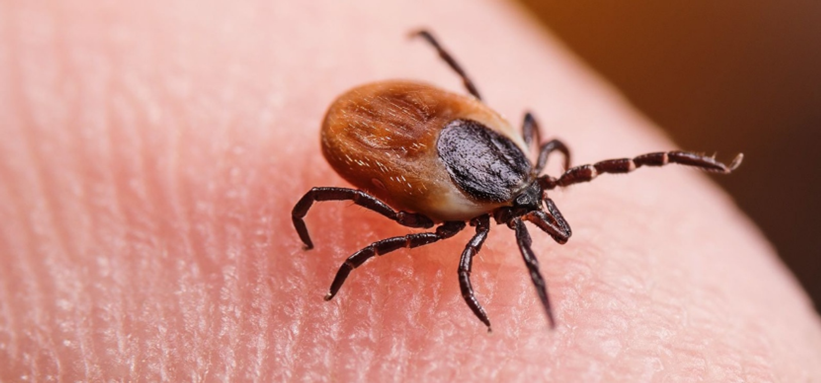 Сезон активности клещей в Башкортостане