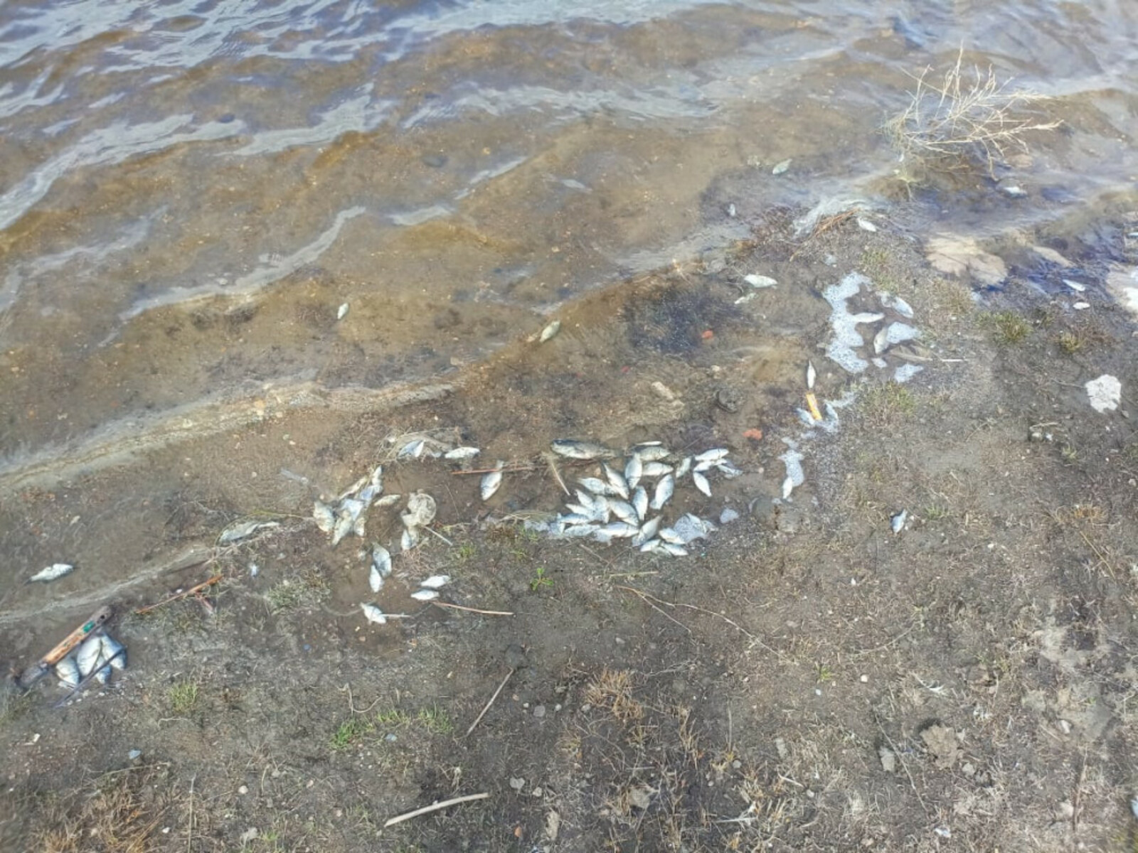 Специалисты выясняют причины гибели рыбы в Абзелиловском раойне